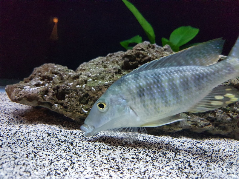 Taeniolethrinops praeorbitalis